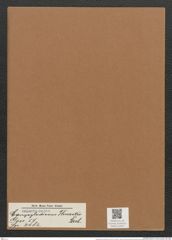 Campylodiscus thuretii Breb. (de-Toni-Nr.: Genus 57, Species 2482) Zeichnungen Sammlung Grunow Mappe 02655 (Herbarium_W_Grunow_drawings_Folder_02655)